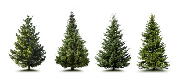 Cost of Pine Tree Trimming in St Louis