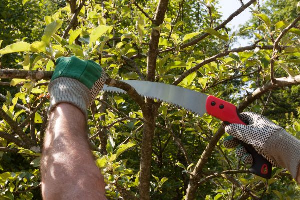 Apple Tree Trimming in St Louis