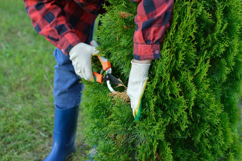 Beech Tree Pruning