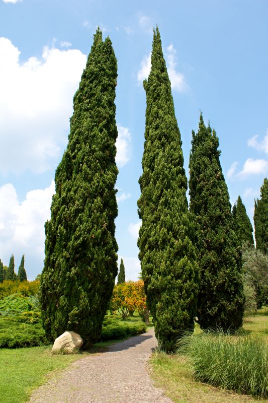 Cypress Tree Trimming