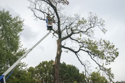 Emergency Tree Trimming