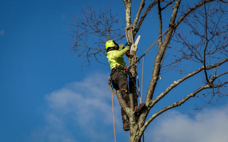 High-Risk Tree Removal