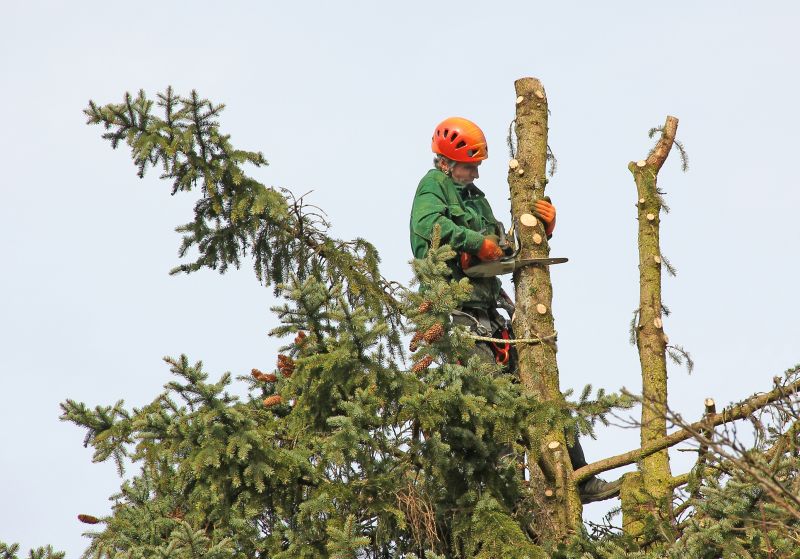 Tree Health Maintenance