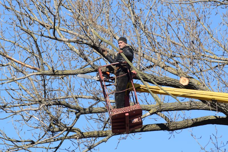 Tree Maintenance in Winter