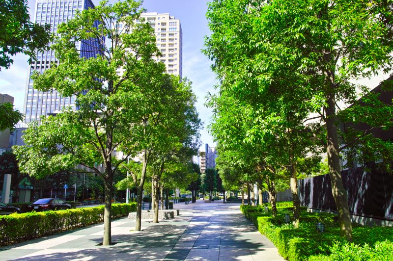 City Tree Maintenance