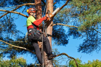 Landscaping and Tree Care Professionals